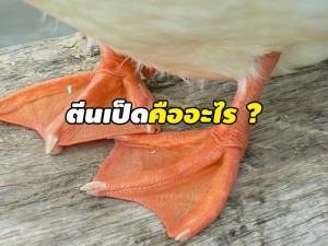 ตีนเป็ด