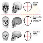 Head Shape -Skull Graphi
